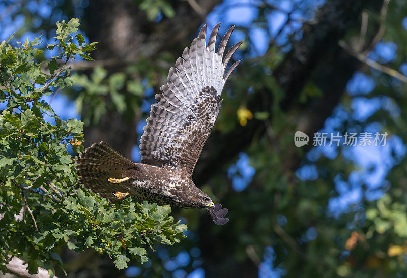 飞天秃鹰(Buteo Buteo)